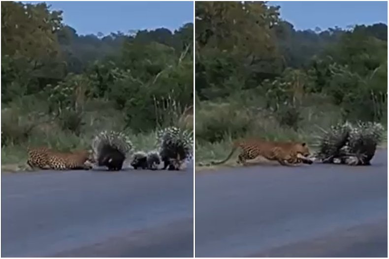 Porcupine parents protect their babies from leopard