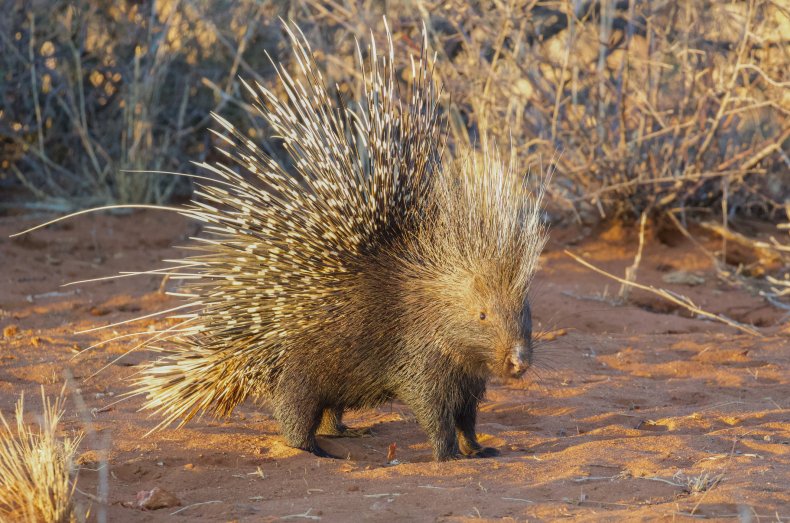 Porcupine in South Africa