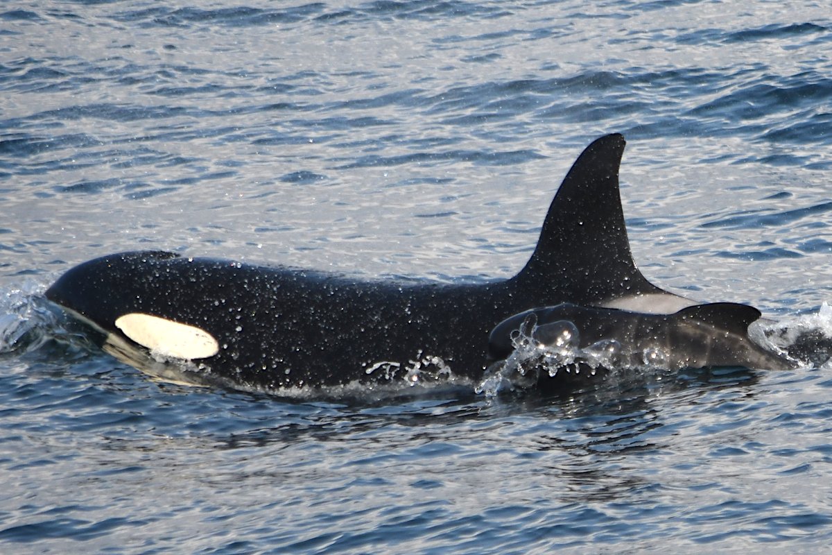 Orca swimming with pilot whale calf