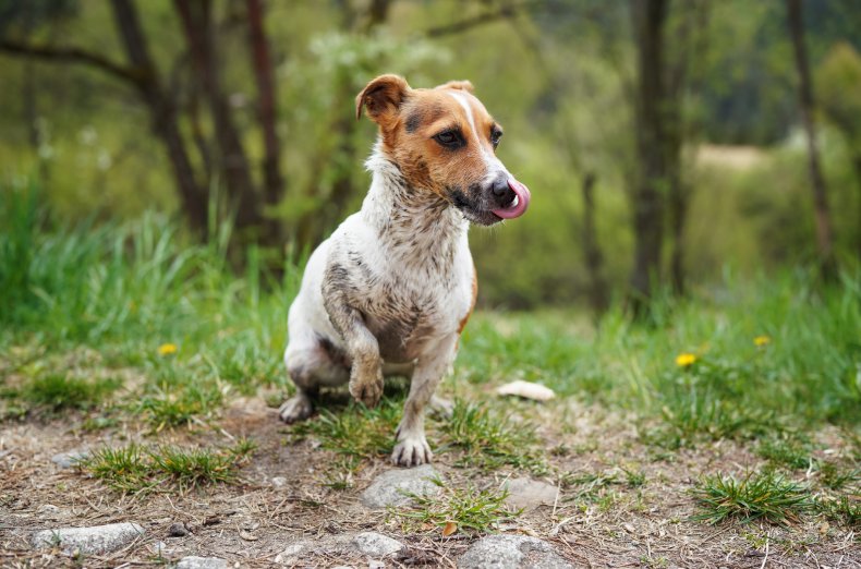 A Jack Russell Terrier covered in mud
