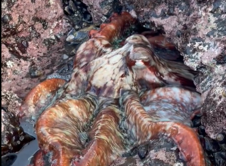 Octopus eating eel 