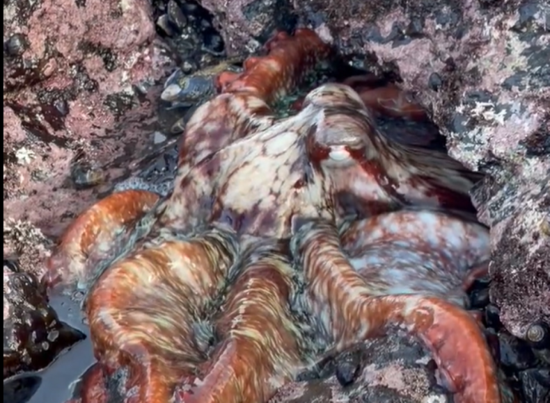 Octopus eating eel