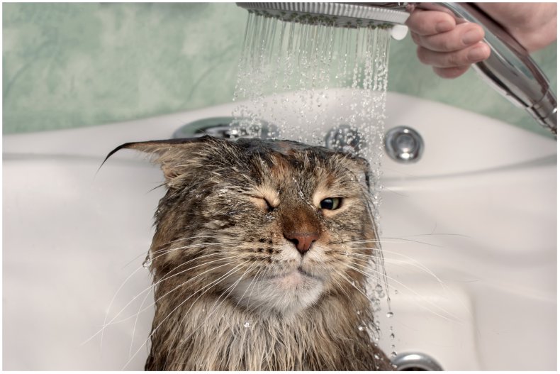 stock image of cat in shower