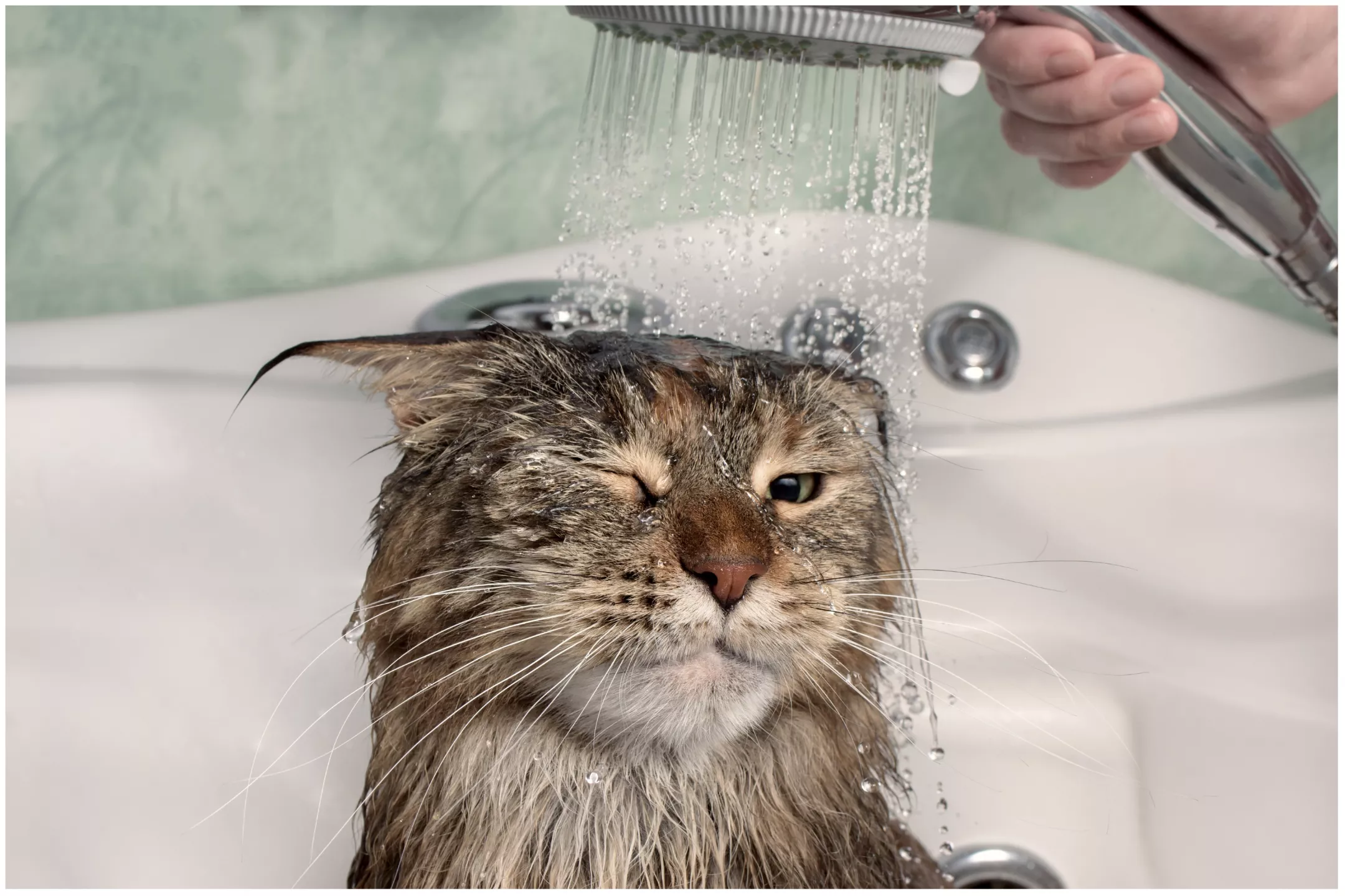 Cat Obsessed With Watching Owner Shower Has Internet in Uproar: 'Concerned' - Vimarsana News