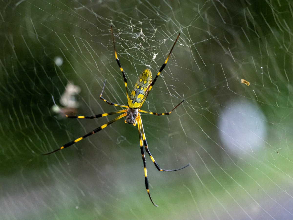 How Giant Joro Spiders Can Spin Webs Strong Enough to Catch Birds