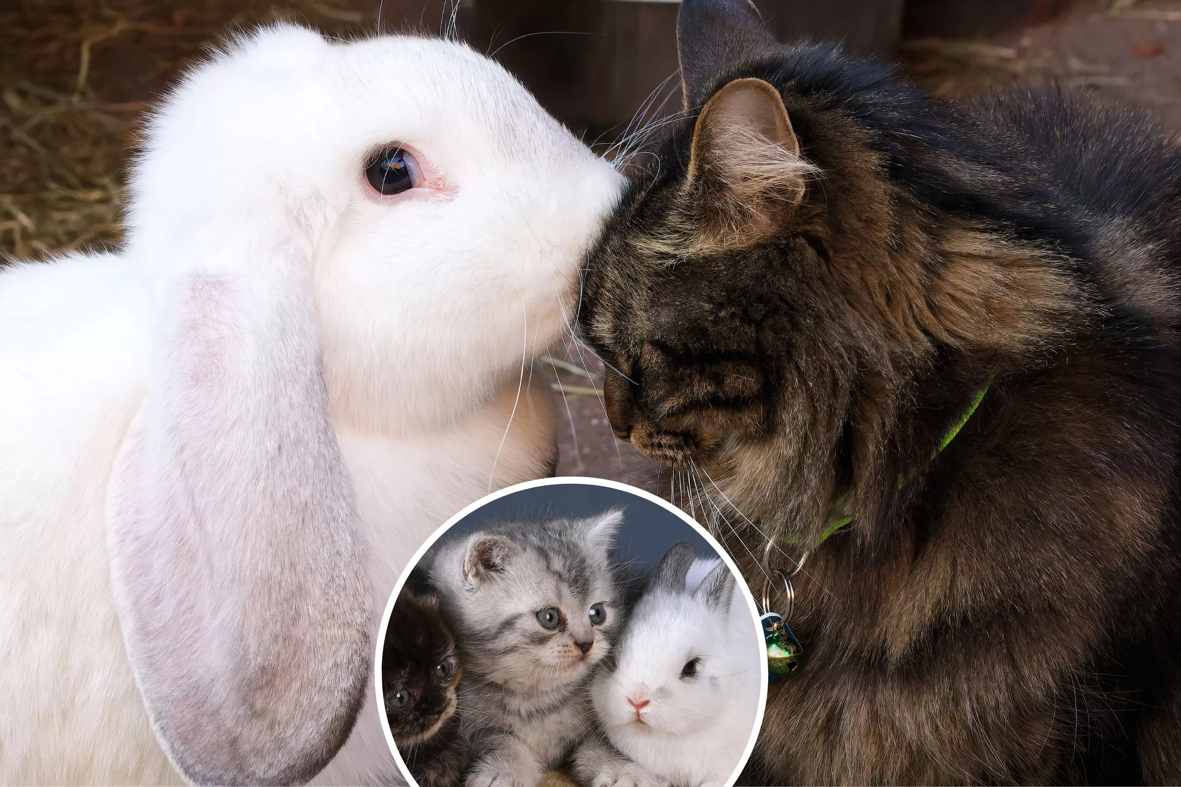Farmer Shocked After Finding Cat and Rabbit Moms Raising Babies Together - Vimarsana News