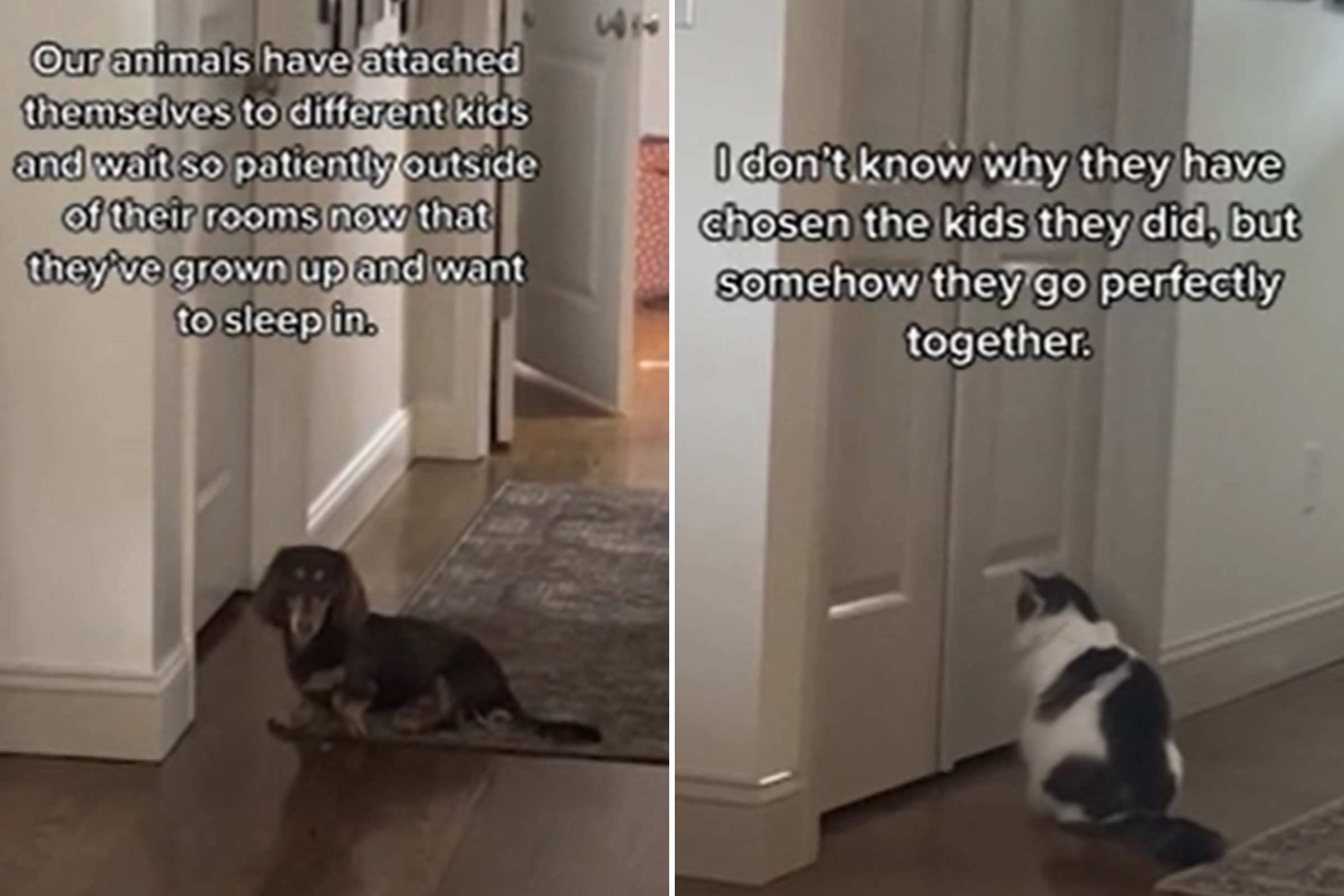 Mom Shares How Her Animals Have Each 'Chosen' Their Favorite Child at Home