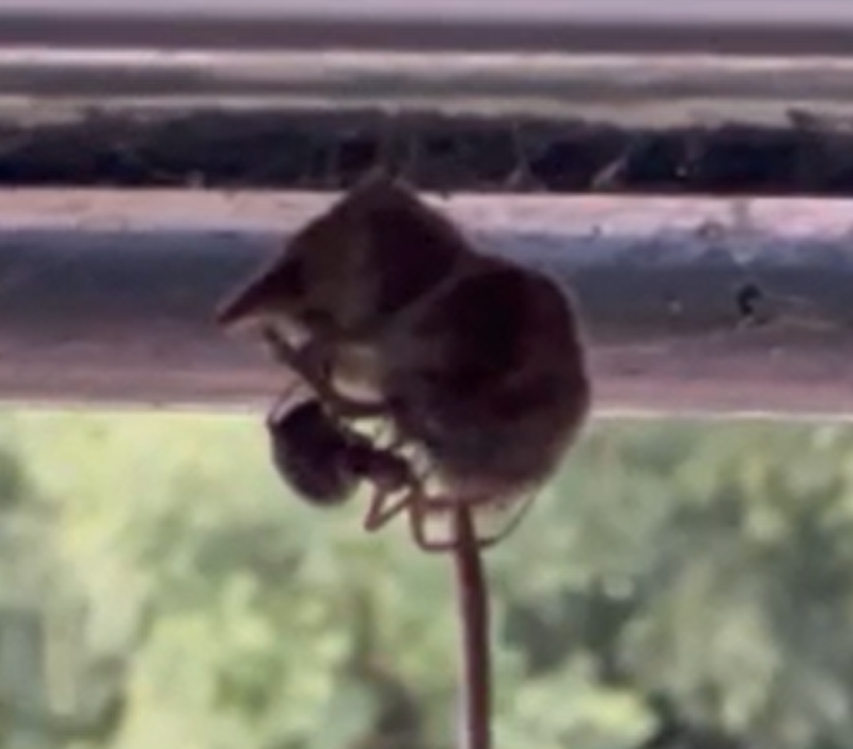 Venomous Spider Filmed Paralyzing Shrew, Hoisting It Up High and Eating