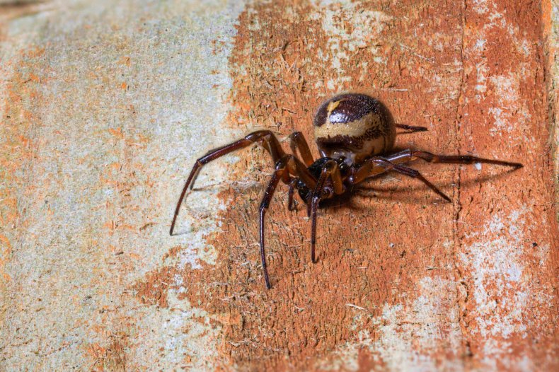 Noble false widow spider