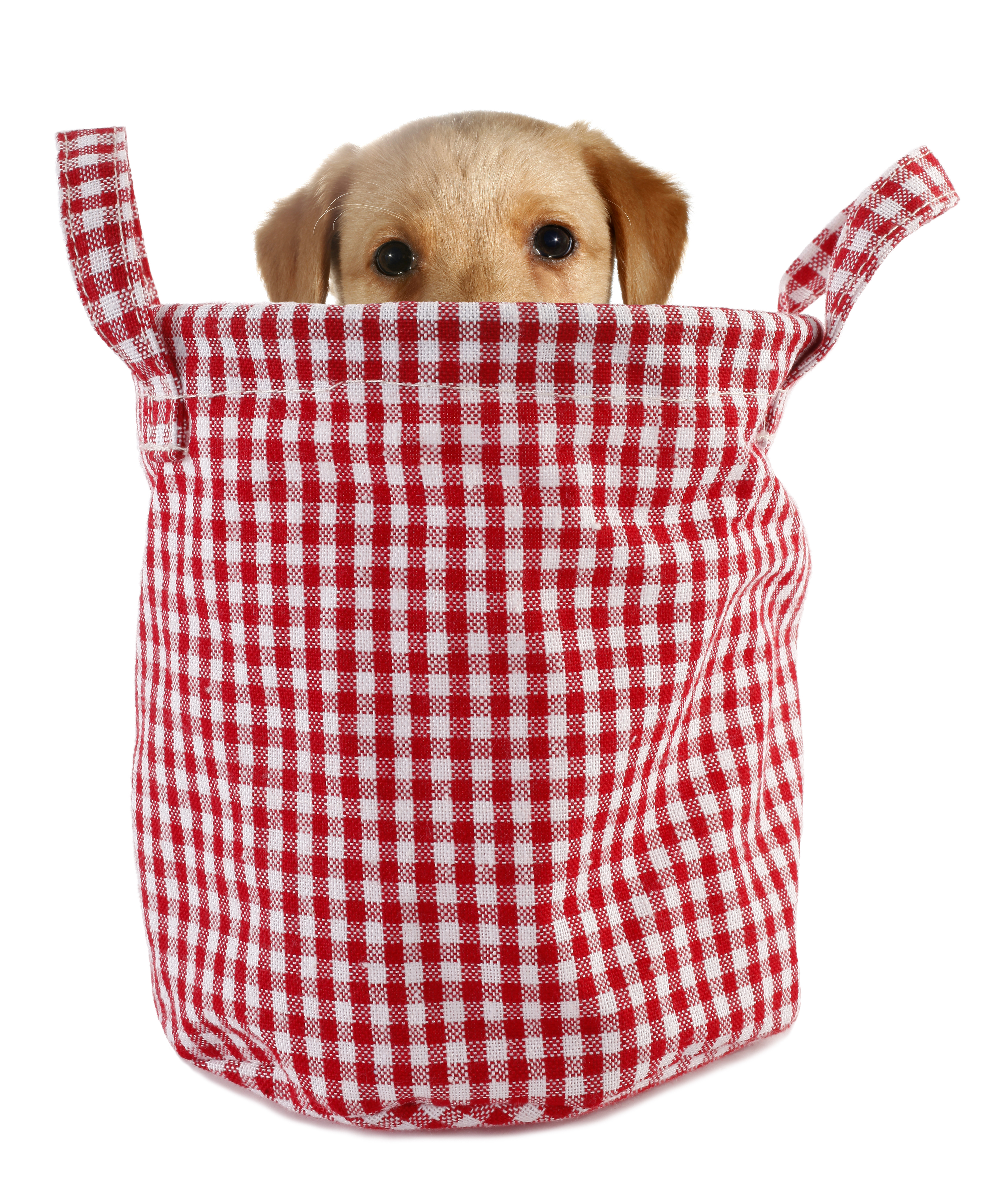Puppy Culture Tote Bag – PUPPY CULTURE