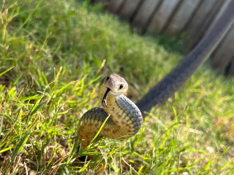 Snake Removed From School In Queensland