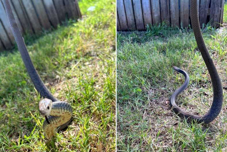Eastern Brown Snake Removed From School