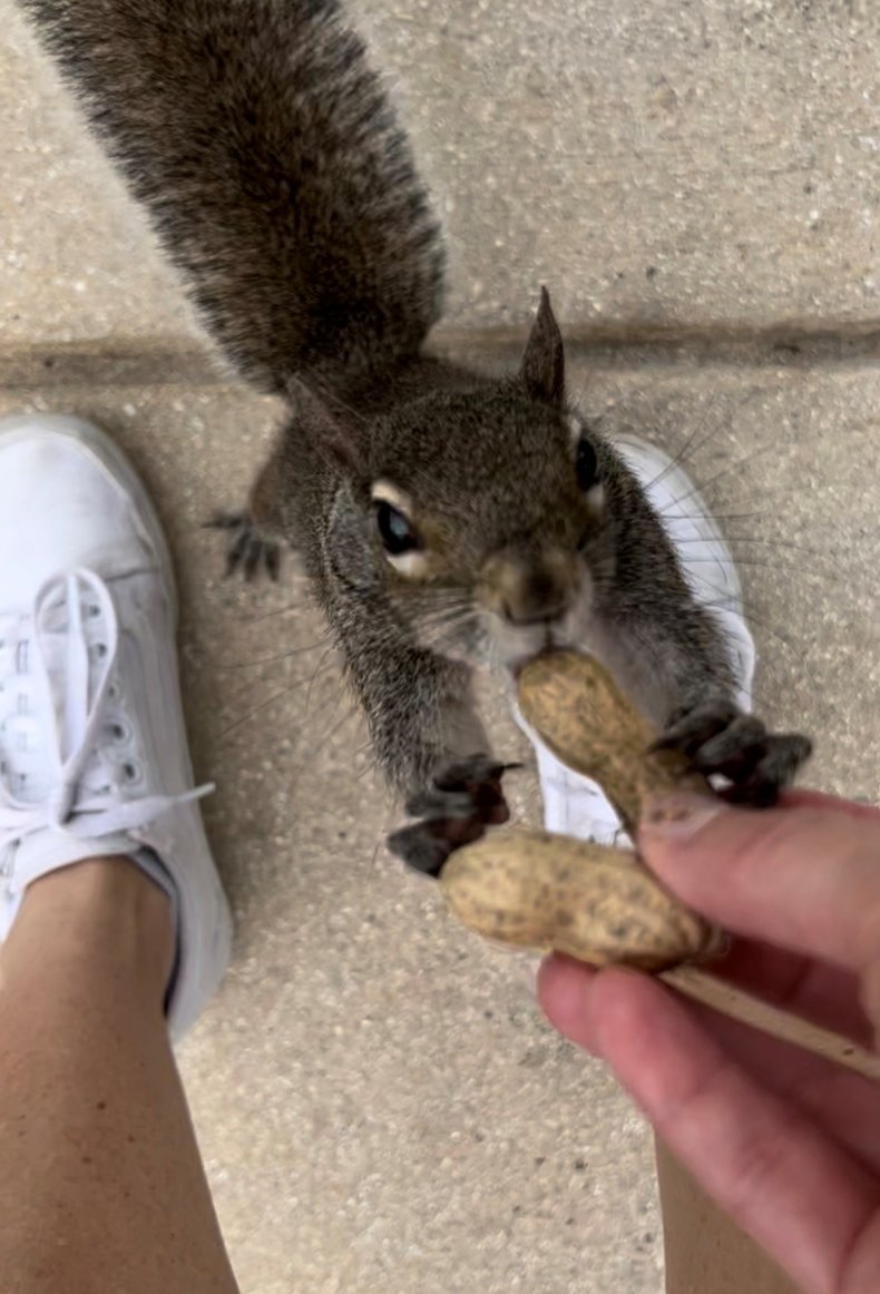 Feeding squirrel