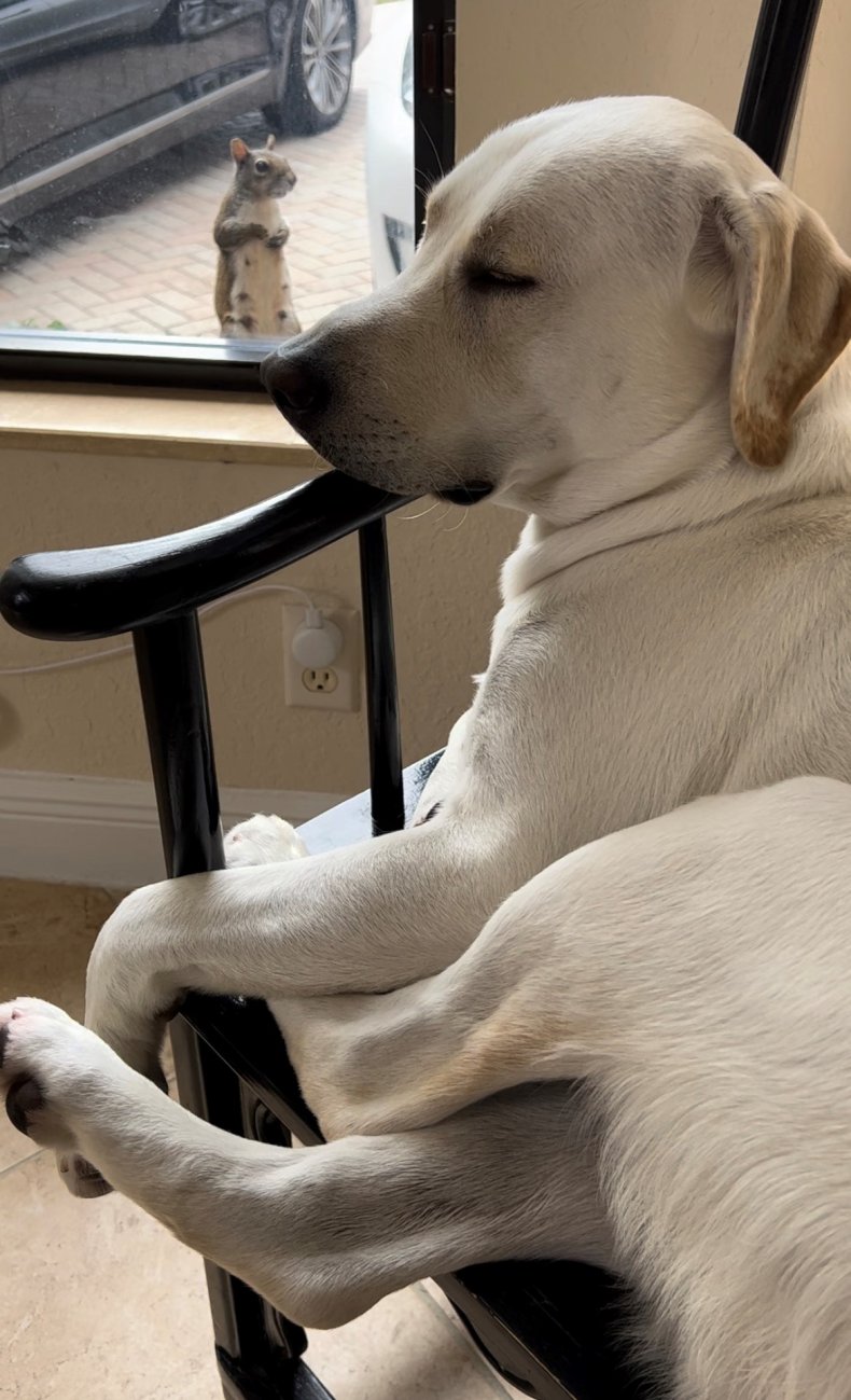 labrador and squirrel