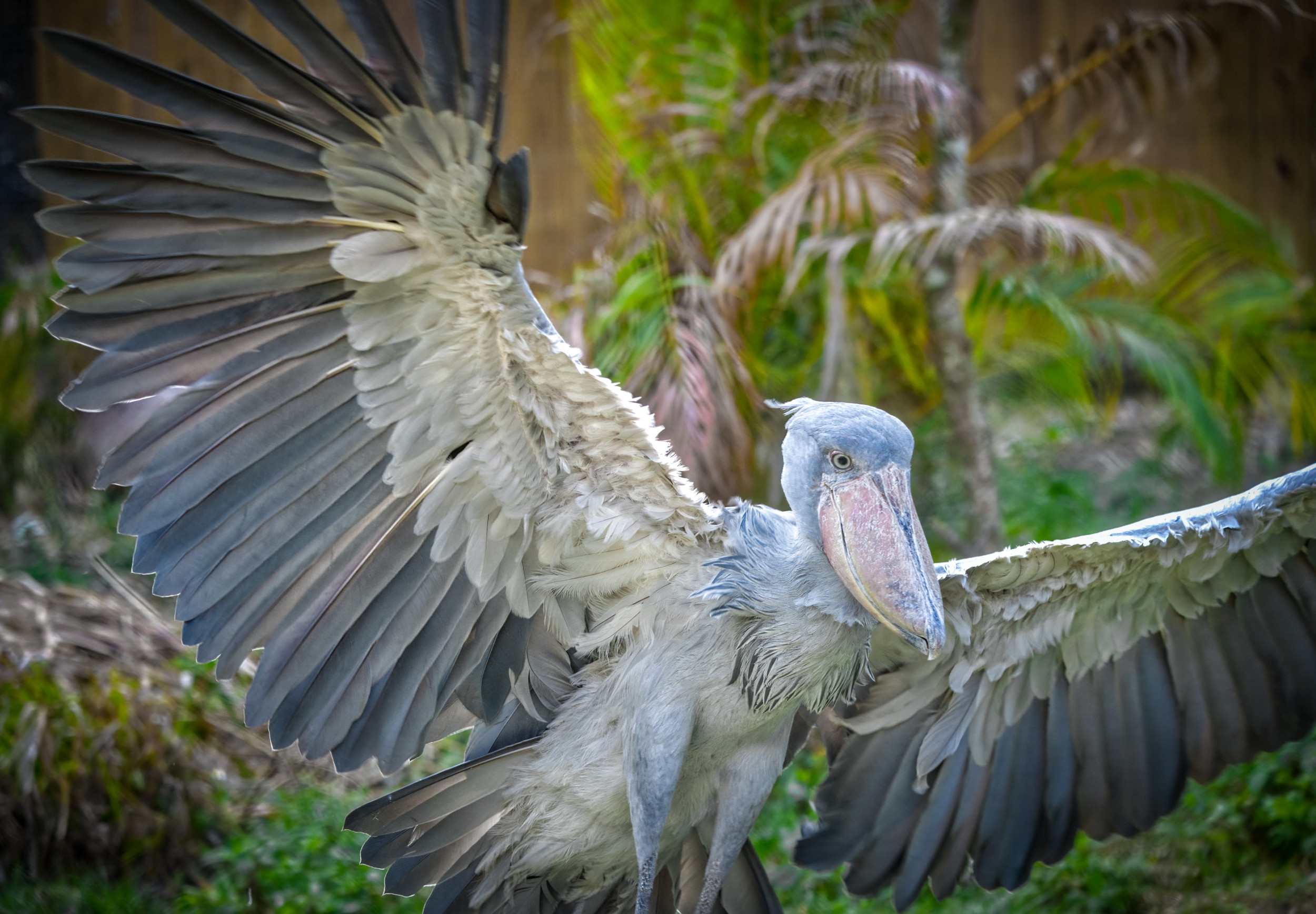 Shoebill Africa s Giant Weird Prehistoric Looking Bird Newsweek Shoebill Africa s Giant Weird Prehistoric Looking Bird Newsweek