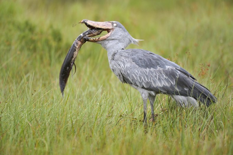 shoebill eating