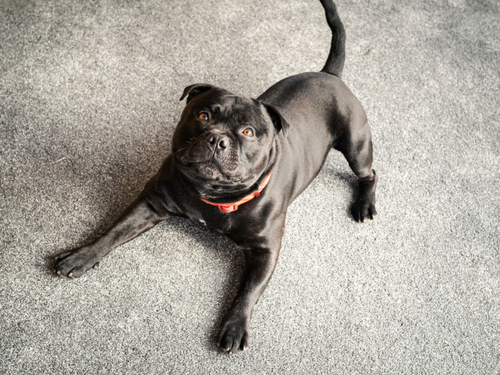 Staffy and pug 2024 cross