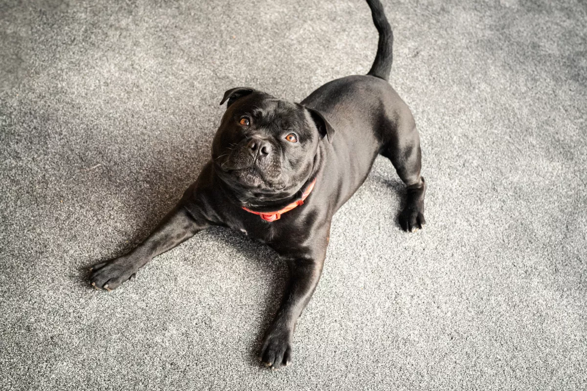 Staffordshire Bull Terrier Super Excited To See Vet Delights Internet - Vimarsana News