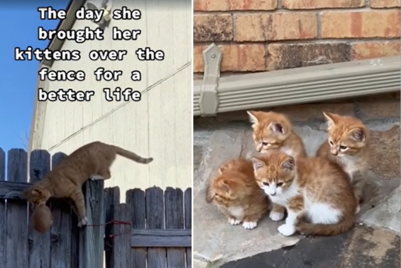 Cat Brings Kittens Over Fence