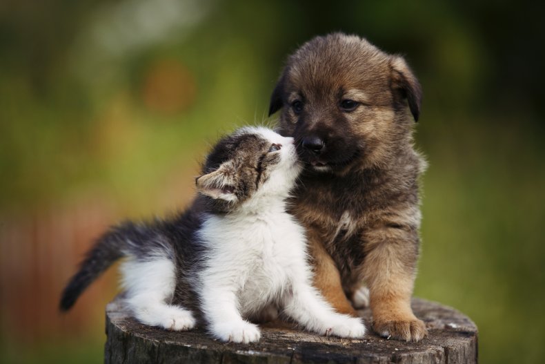 Kitten kissing a puppy. 