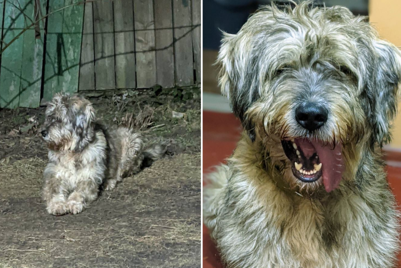 Dog Found 'Eating Dead Russian Soldiers' in Ukraine Finds Forever Home Dog Found 'Eating Dead Russian Soldiers' in Ukraine Finds Forever Home