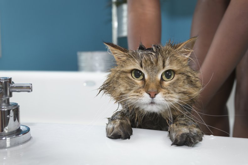 cat bath time antics melt hearts