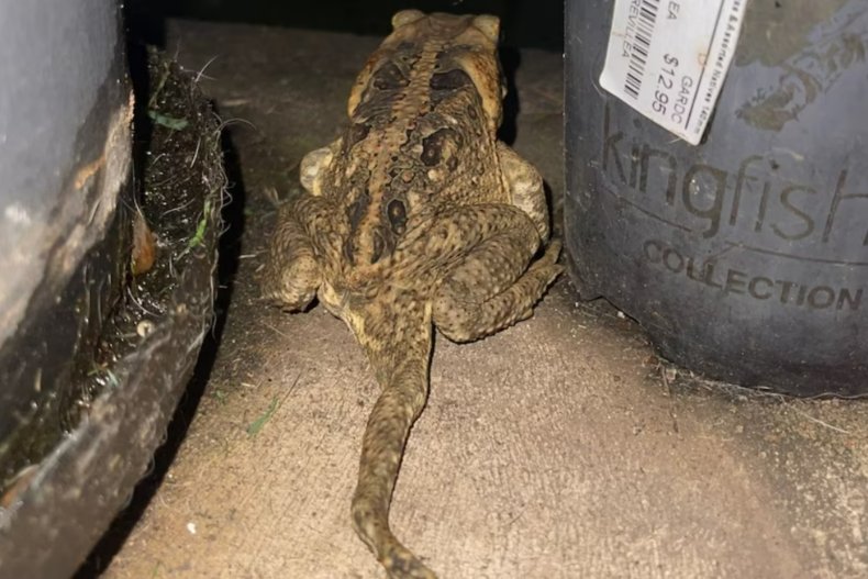five legged toad