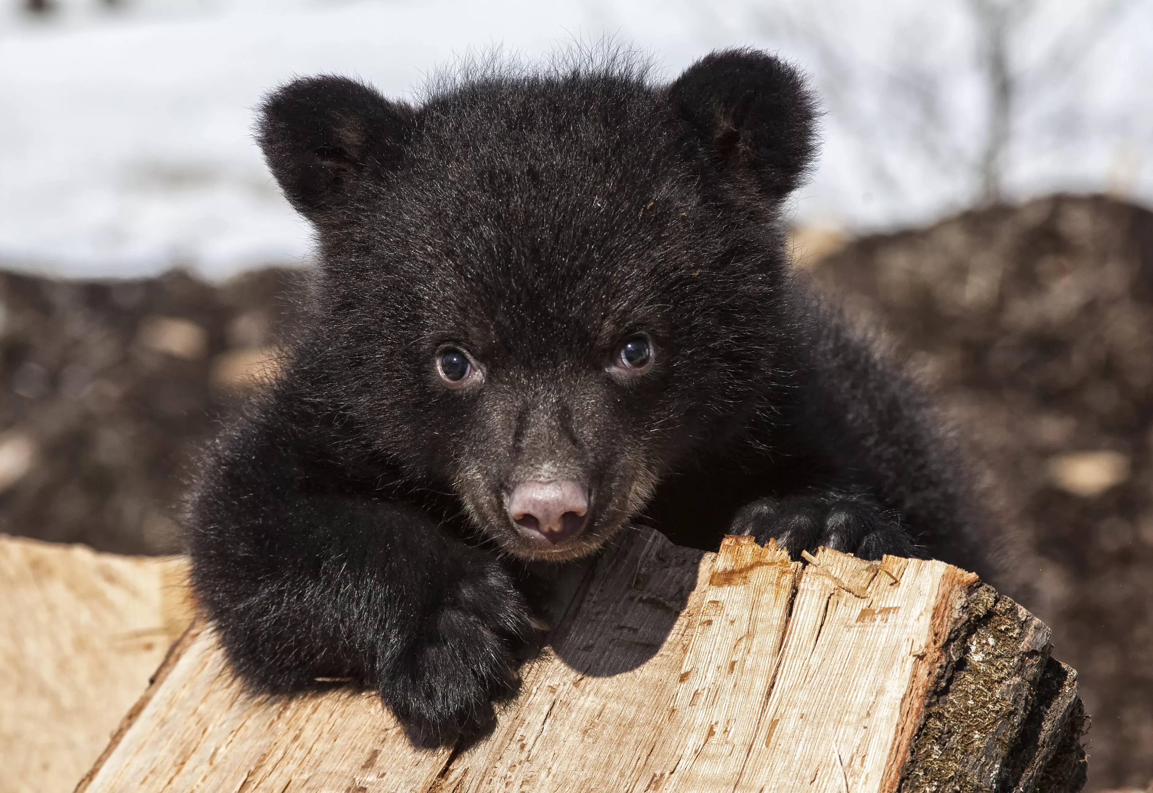 Lonely, Emaciated Bear That Lost Its Mom Dies after Tranquilizer Shot - Vimarsana News