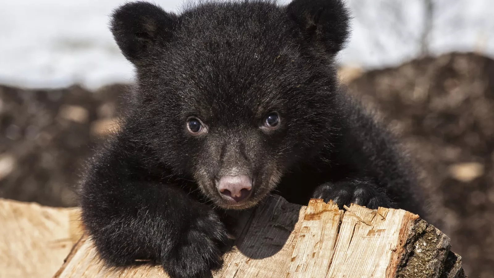 Lonely, Emaciated Bear That Lost Its Mom Dies after Tranquilizer Shot