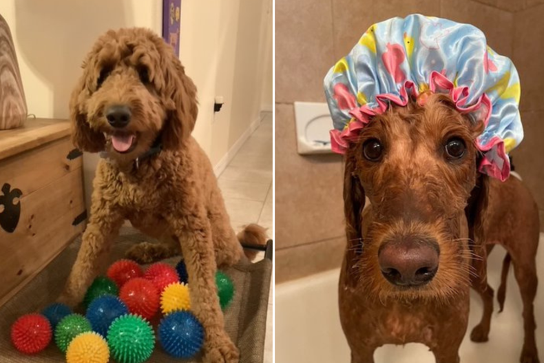 Lucy the Goldendoodle