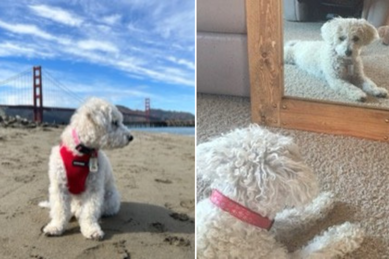 Coco the dog