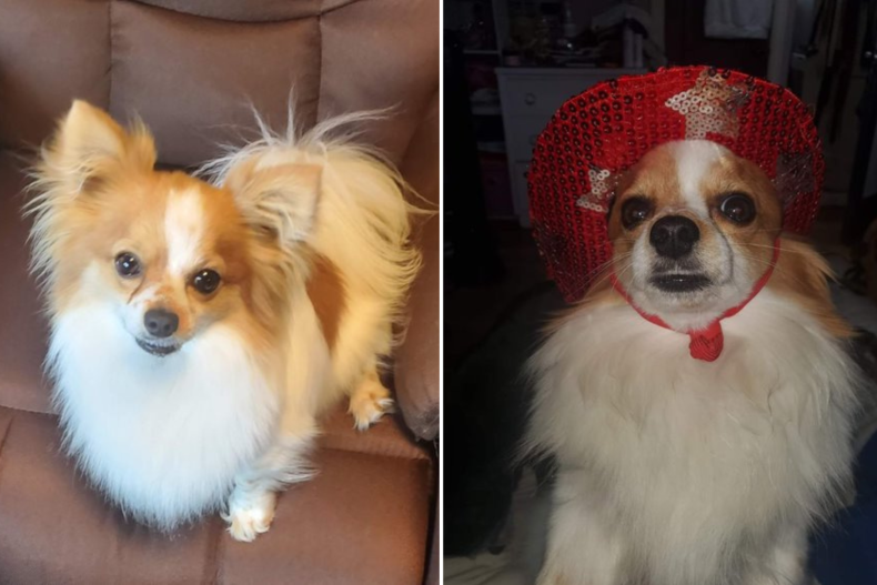 Punky the dog