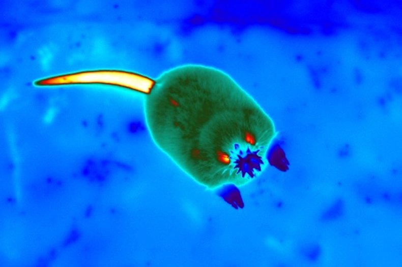 Thermal image of a star-nosed mole