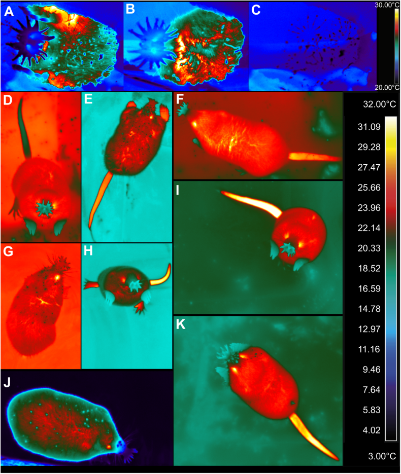 Thermal images of the star-nosed mole