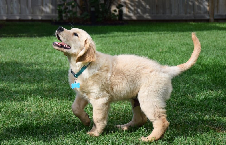 Golden retriever puppy outdoors on grass. 