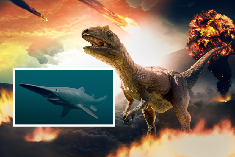 Dinosaur extinction event and a goblin shark
