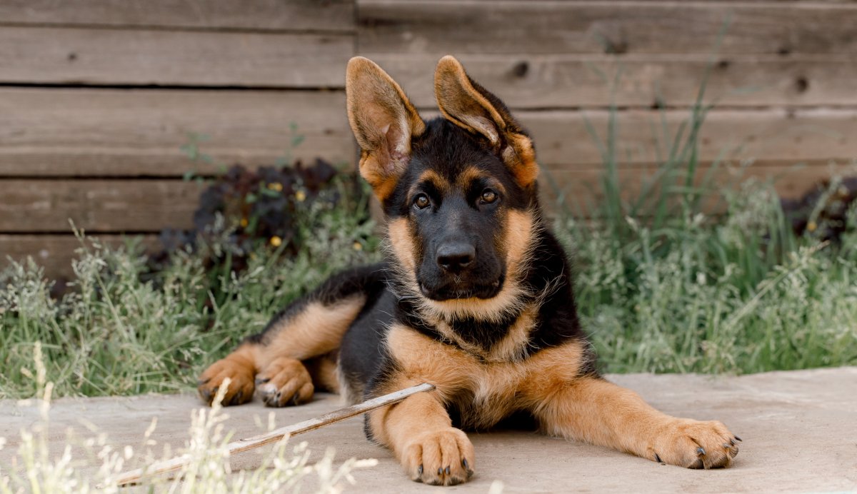 Top Toys for German Shepherds: Entertaining and Engaging