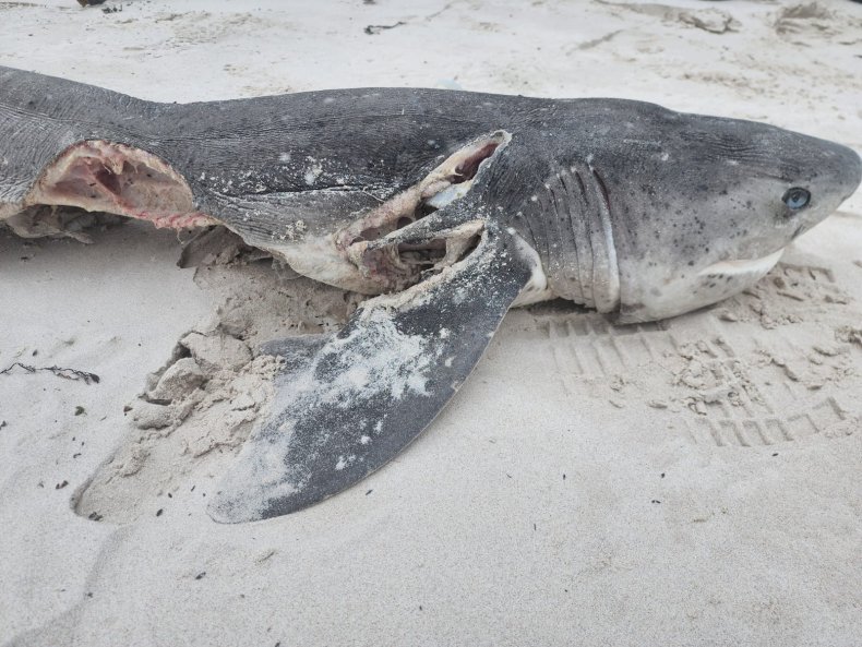 Shark killed by orca 