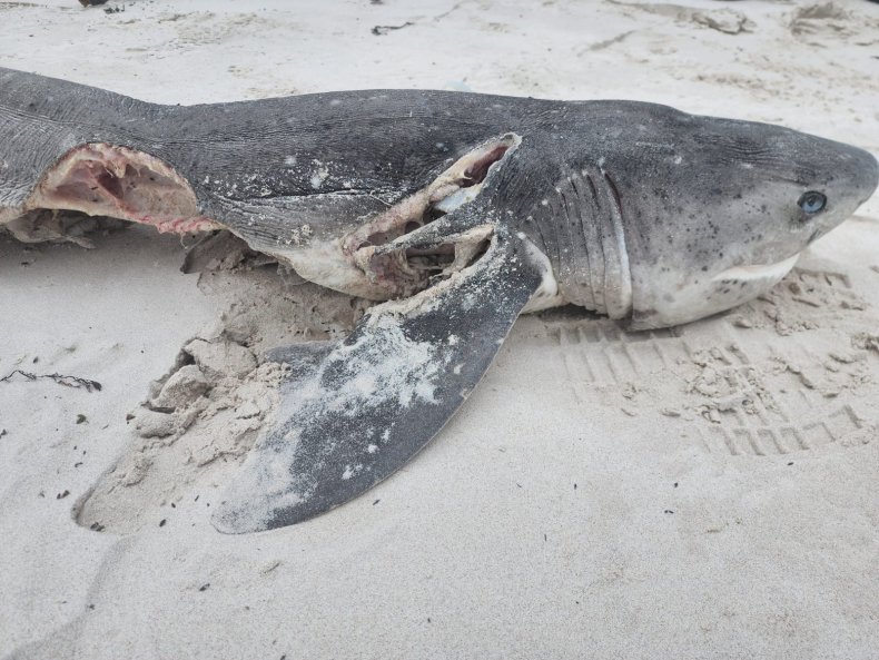 Shark killed by orca