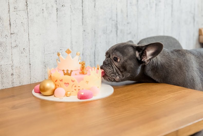 Dog Enjoys Her Own Birthday Party