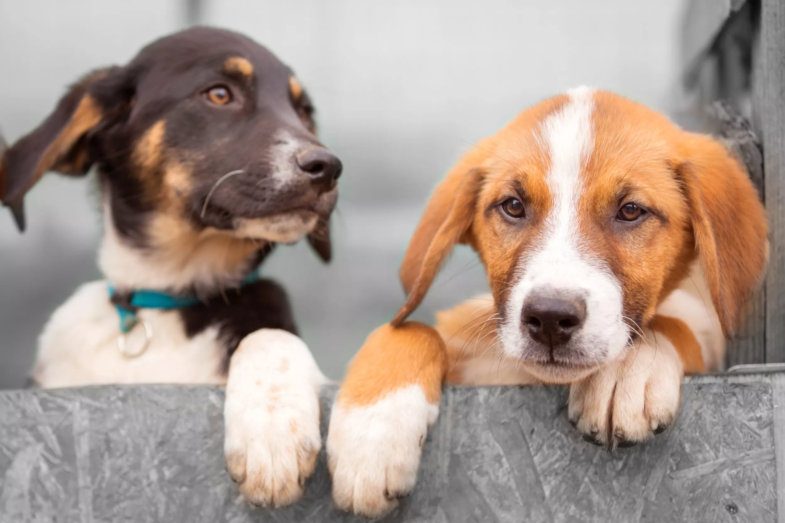 Woman Leaves Work to Get Cookies but Discovers Two Dumped Puppies Instead - Vimarsana News