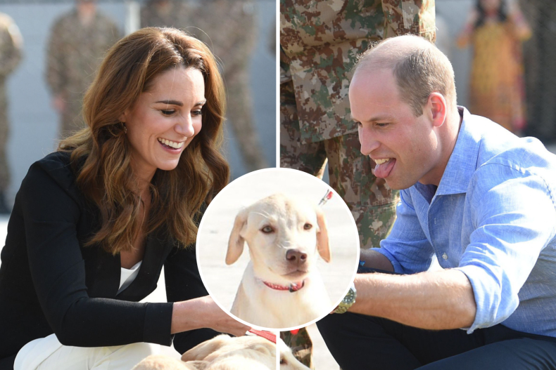 Prince William and Kate Middleton Puppies, Pakistan