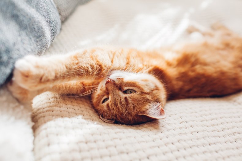 Ginger cat sleeping