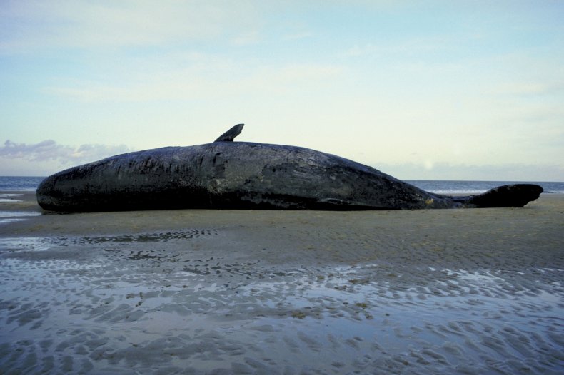 dead sperm whale beach