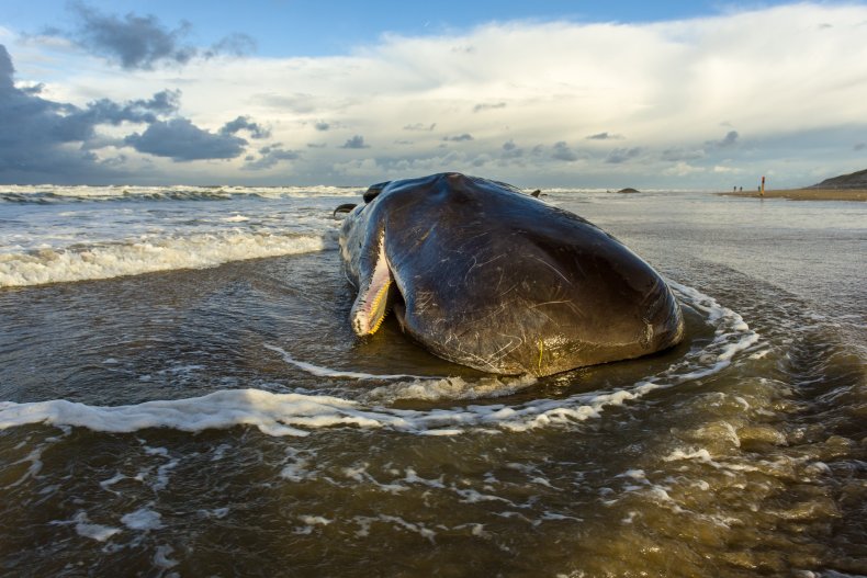 sperm whale on beach