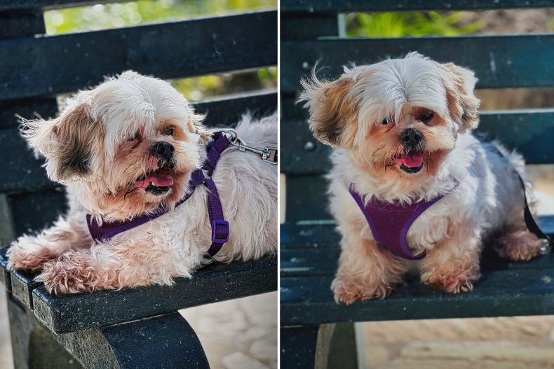 Shih Tzu Mix Sits On Bench