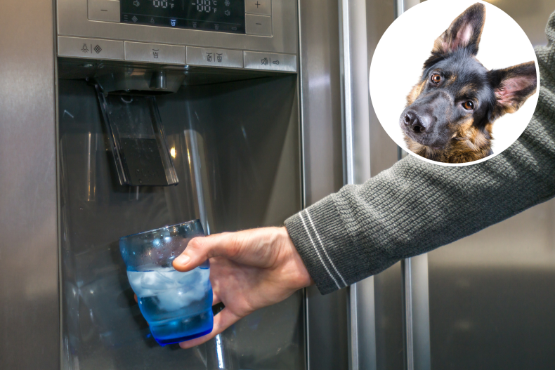 dog learning to use icemaker delights viewers