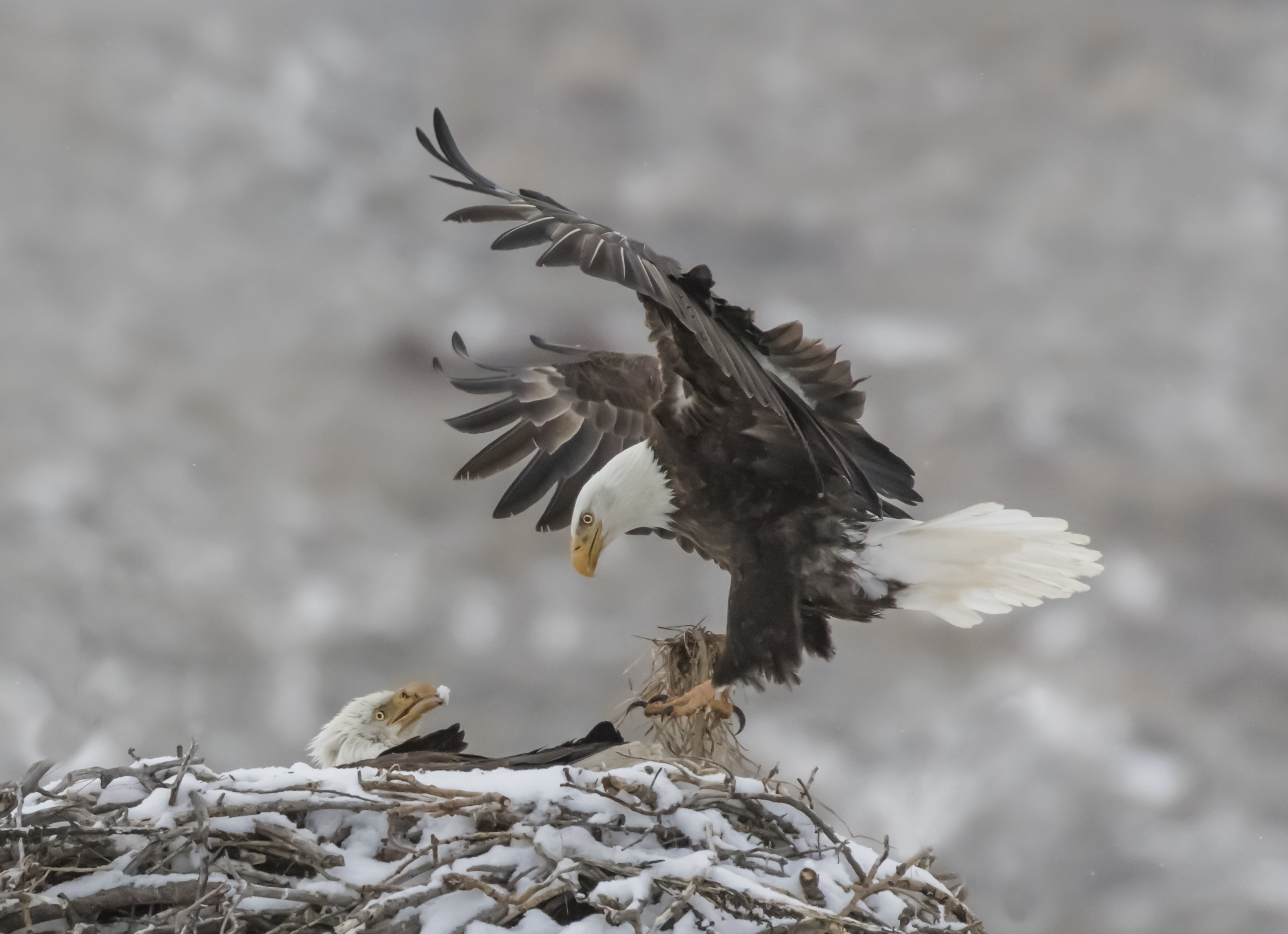 The right way to Watch Massive Bear Bald Eagle Nest After Winter Storm Mega Snow Dump