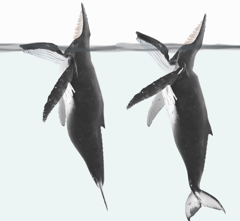 Diagram of a humpback whale trap-feeding