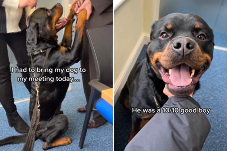 Rottweiler Comes To Work For A Day